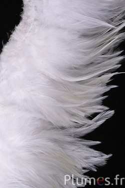 Frange coq - long. plumes 10-15 cm - blanc